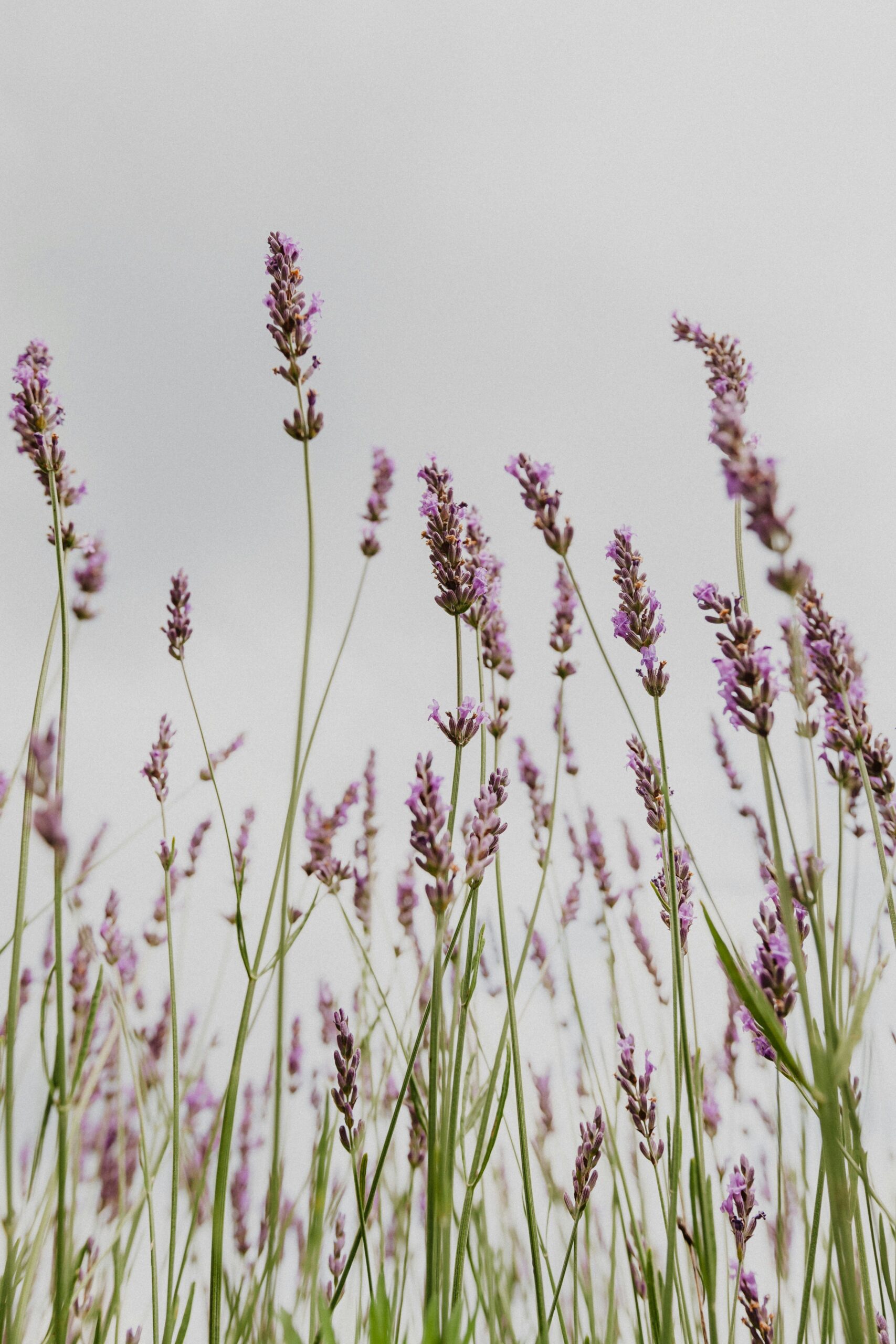 sarah-janes-pFs-AhIEBlw-unsplash
